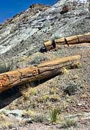 Chinde Natural Bridge - Petrified Forest National Park, Arizona