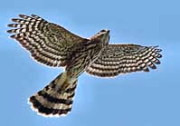 Copper's Hawk - Chiricahua Mountains, Portal, Arizona