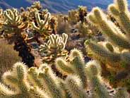 Cholla Cactus