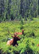 Ponderosa Pines and Elk - Colorado