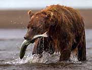 Coastal Brown Bear with Silver Salmon - AK