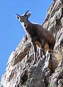 Junvenile bighorn sheep - Collegiate Peaks