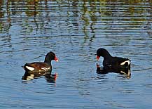 Common Gallinule - Ritch Grissom Memorial Wetlands, Viera, Florida