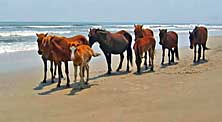 Wild Horses - Currituck National Wildlife Refuge, North Carolina