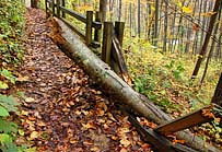 Crabtree Falls Trail