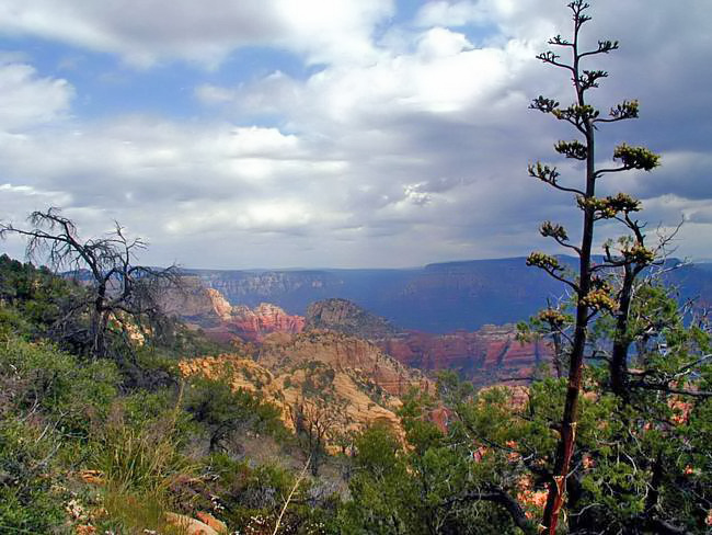 Bear Mountain - Oak Creek Canyon, Arizona