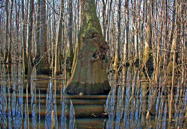 Congaree Swamp - Congaree National Park, Hopkins, South Carolina