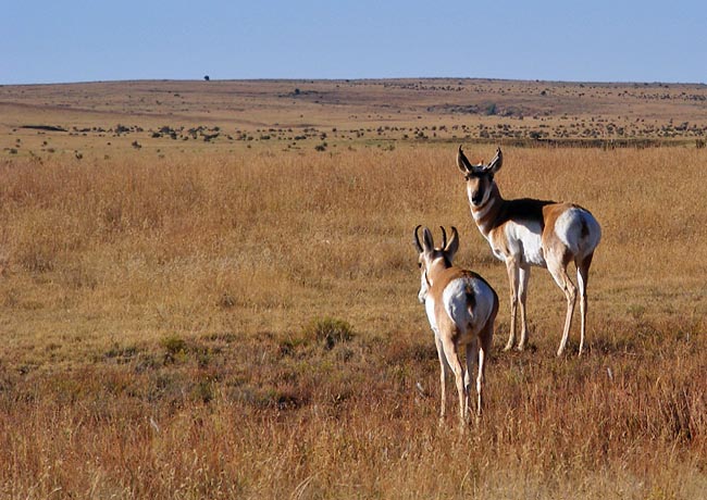 Pronghorn - Rita Blanca National Grassland, Oklahoma Panhandle