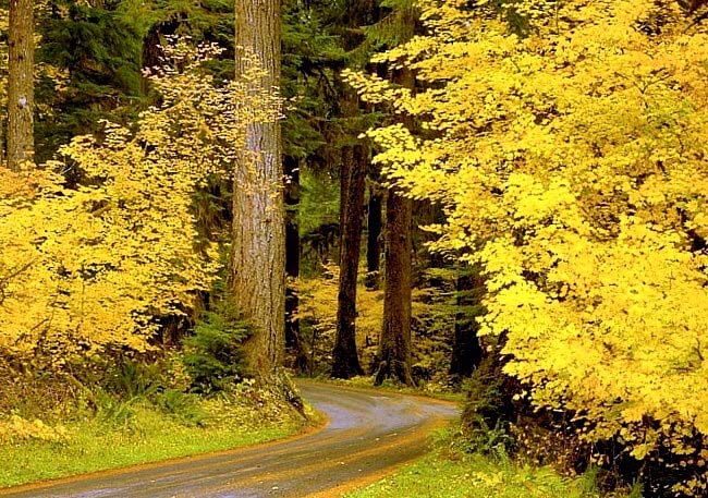 Sol Duc Valley - Olympic National Park, Washington