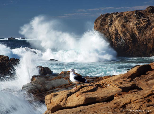 Salt Point - Timber Cove, California