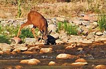 Virgin River, Zion National Park - Springdale, Utah