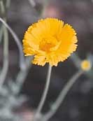 Desert Marigold - Tonto National Monument, Arizona