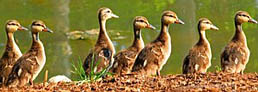 Duck scene - EJC Arboretum, Harrisonburg, Virginia