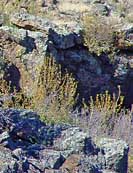 Lava Fields - El Malpais National Monument, Grants, New Mexico