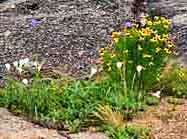 Enchanted Rock Wildflowers - Fredericksburg, Texas