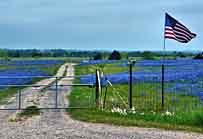 Field of Bluebonnet - Ennis, Texas