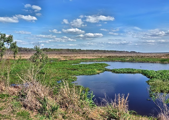 Payne Prairie Preserve - Micanopy, Florida