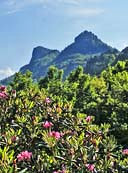 Grandfather Mountain View