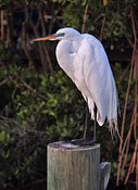 Great Egret