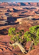 Utah Juniper - Island in the Sky, Moab, Utah