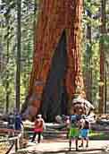 Grizzly Giant - Mariposa Grove, Yosemite National Park, California