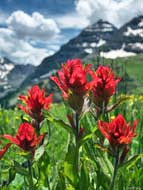 Indian Paintbrush - Snowmass-Maroon Bells Wilderness, Colorado