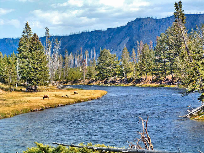 Madison River - Yellowstone National Park, Wyoming