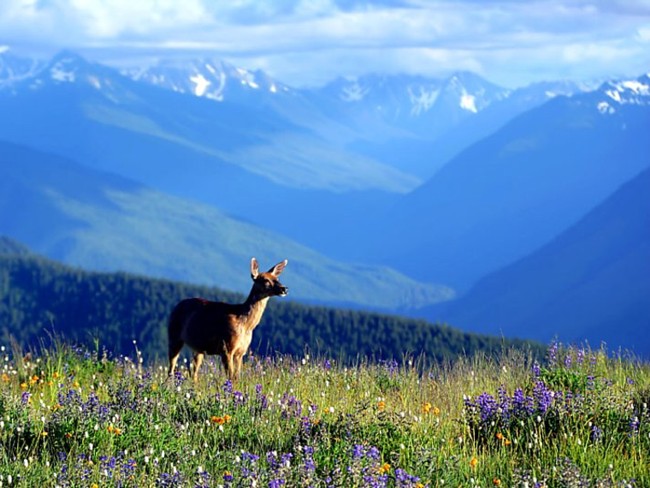 Hurricane Ridge - Olympic National Park, Washington