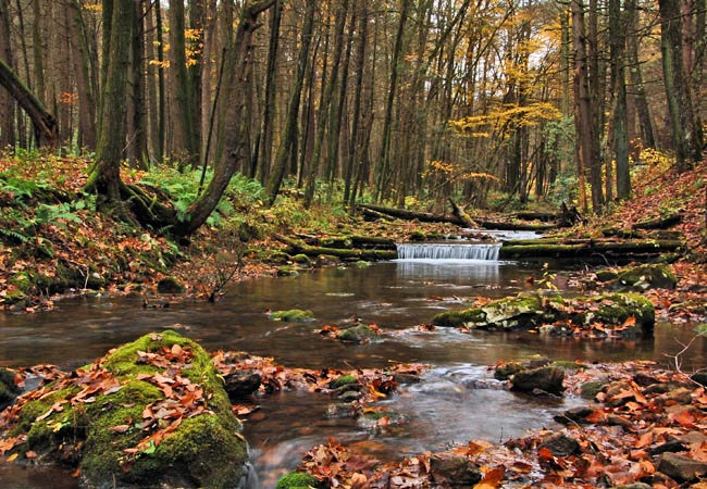 Swift Run in the Snyder Middleswarth Natural Area - Troxelville, Pennsylvania