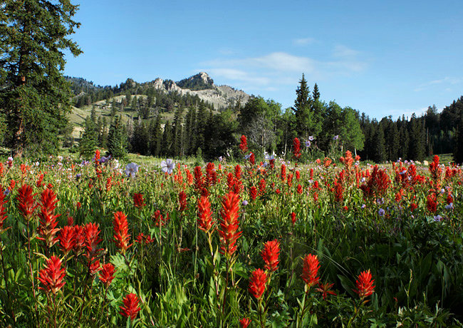 Tony Grove Lake Area - Logan Canyon Byway, Utah