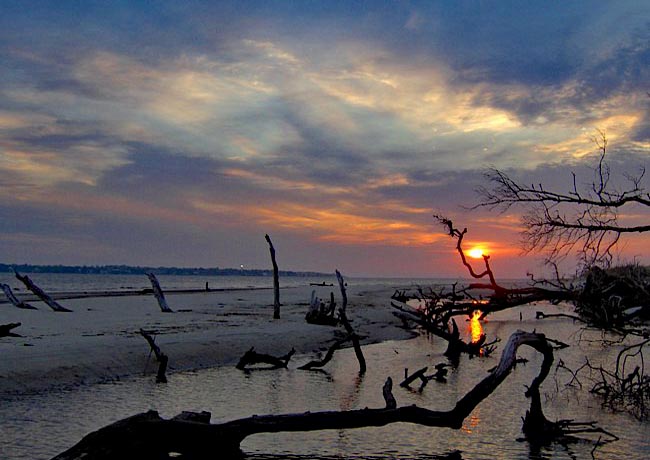 Driftwood Beach - Jekyll Island, Georgia