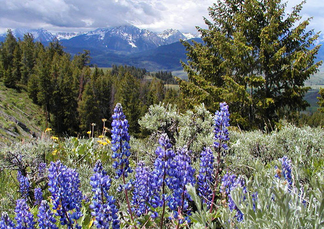 Ute Pass - Divide, Colorado