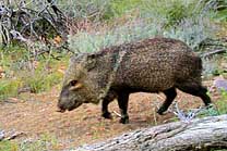 Javelina - Tonto National Monument, Arizona