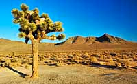 JoshuaTree - Death Valley National Park