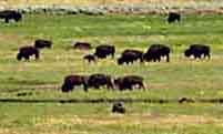 Lamar Valley - Yellowstone National Park, Wyoming