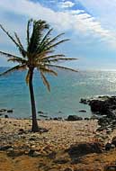 Coconut Palm - Lapakahi State Historical Park, Hawaii