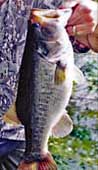 Largemouth Bass