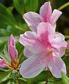 Azalea Flower