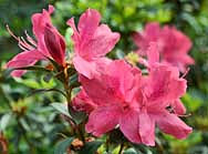 Azalea Flower