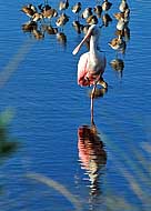 Refuge Roseate Spoonbill