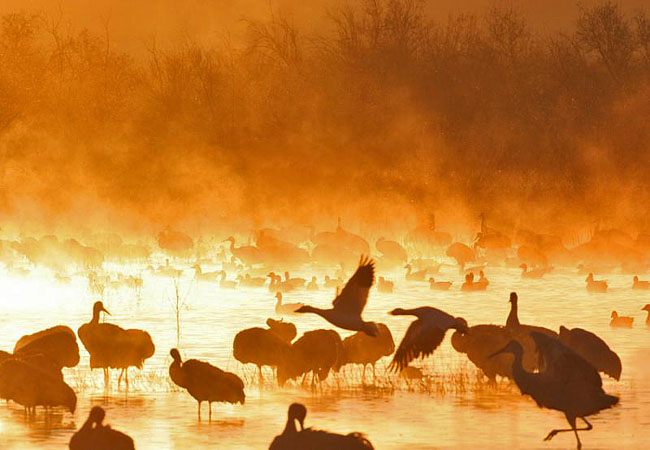 Bosque del Apache National Wildlife Refuge - San Antonio, New Mexico