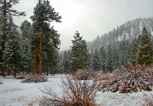 Lower Lee Meadows - Nevada