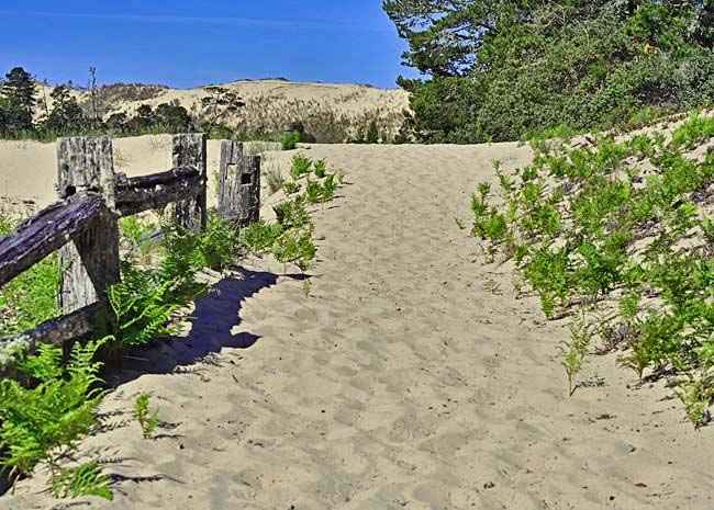 Oregon Dunes  - John Dellenback Dunes Trail, Lakeside, Oregon