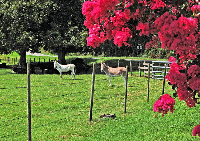 Enduring Farmlands Byway - Magnolia Midlands, Georgia