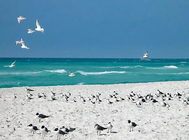 Henderson Beach - Destin, Florida