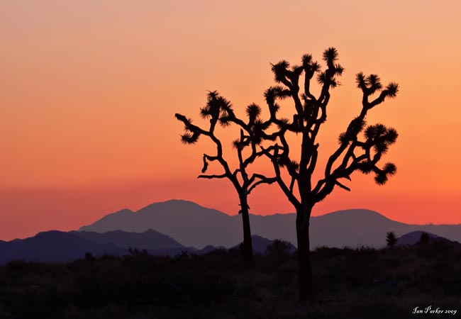 Joshua Tree National Park - Riverside County, California