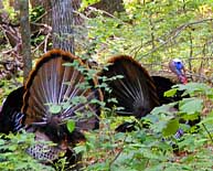 Turkeys - Mammoth Cave National Park