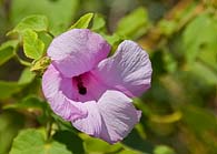 Refuge Marsh Mallow