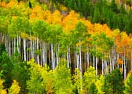 Golden Aspens