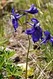 Mill Creek Road Wildflowers